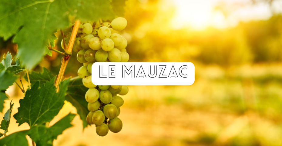 le mauzac cépage