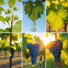 Cycle de la vigne
